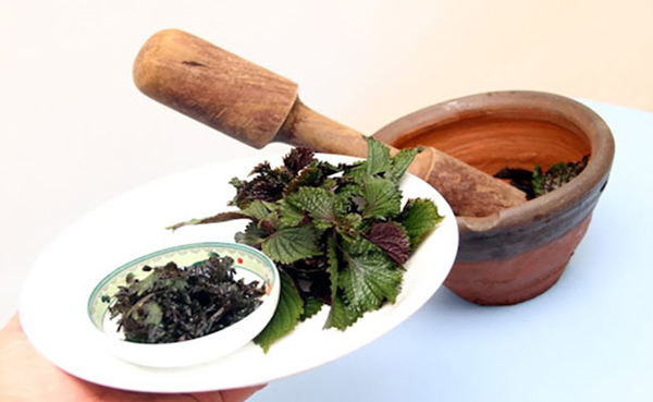 Bà bầu có thể chữa đau răng bằng lá lốt