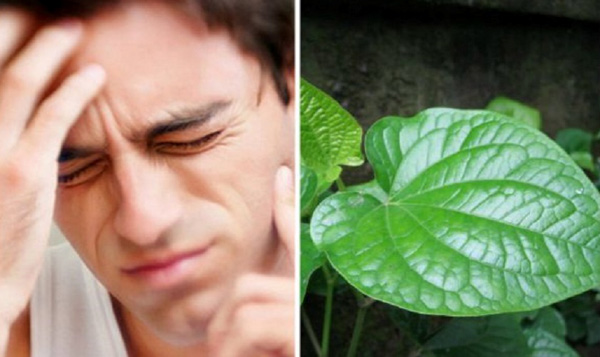 5 mẹo chữa đau răng bằng lá lốt an toàn hiệu quả